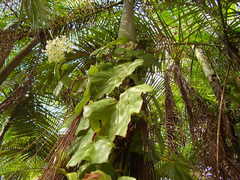 Begonia convolvulacea