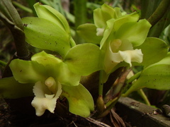 Bifrenaria inodora