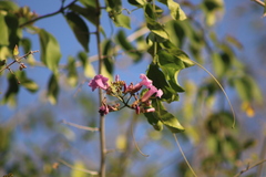 Fridericia mollissima