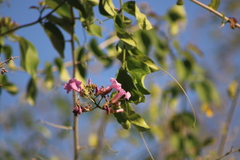 Fridericia mollissima
