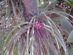 Aechmea recurvata