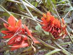 Musa coccinea