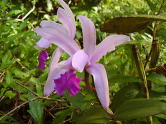 Cattleya intermedia