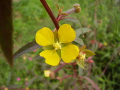 Ludwigia octovalvis octovalvis