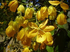 Senna macranthera