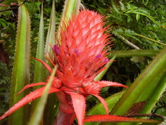 Ananas comosus bracteatus