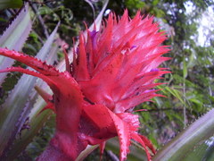 Ananas comosus bracteatus