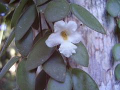 Codonanthe devosiana