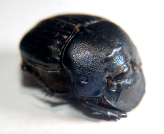 Phanaeus triangularis