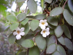 Codonanthe devosiana