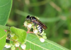 Myzinum carolinianum