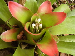 Nidularium innocentii