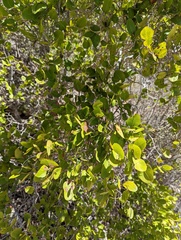 Coccoloba microstachya