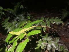 Anolis fitchi