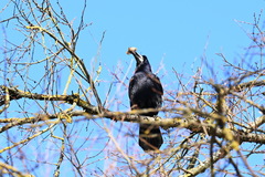 Corvus frugilegus