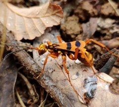 Sphictostethus gravesii