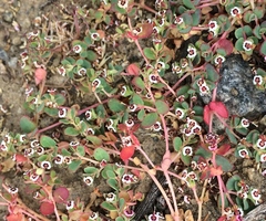 Euphorbia polycarpa polycarpa