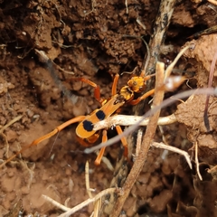 Sphictostethus gravesii