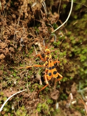 Sphictostethus gravesii