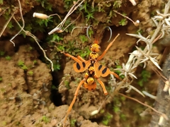 Sphictostethus gravesii