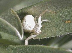Mecaphesa californica