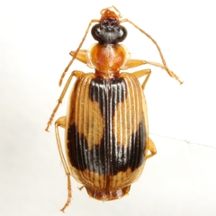 Lebia scalpta