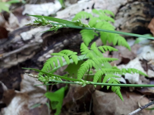 Carex communis var. communis