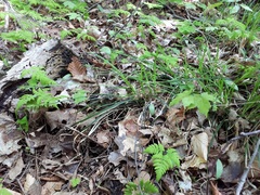 Carex communis communis
