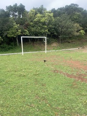 Turdus merula azorensis