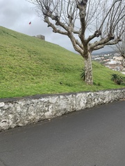 Turdus merula azorensis