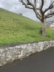 Turdus merula azorensis