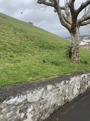 Turdus merula azorensis