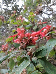 Salvia sessei