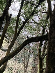 Turdus merula azorensis
