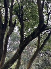 Turdus merula azorensis