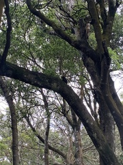 Turdus merula azorensis