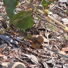 Disholcaspis quercusomnivora