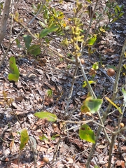 Disholcaspis quercusomnivora