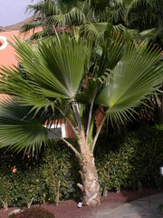Pritchardia pacifica