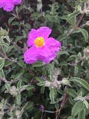 Cistus creticus