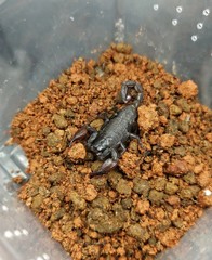 Scorpiops tibetanus