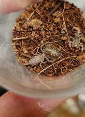 Scorpiops tibetanus