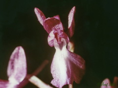 Anacamptis laxiflora