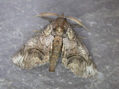 Paectes abrostolella