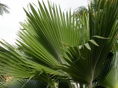 Pritchardia pacifica
