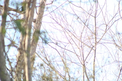 Granatellus venustus