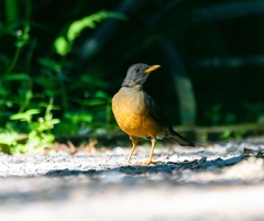 Turdus olivaceus pondoensis