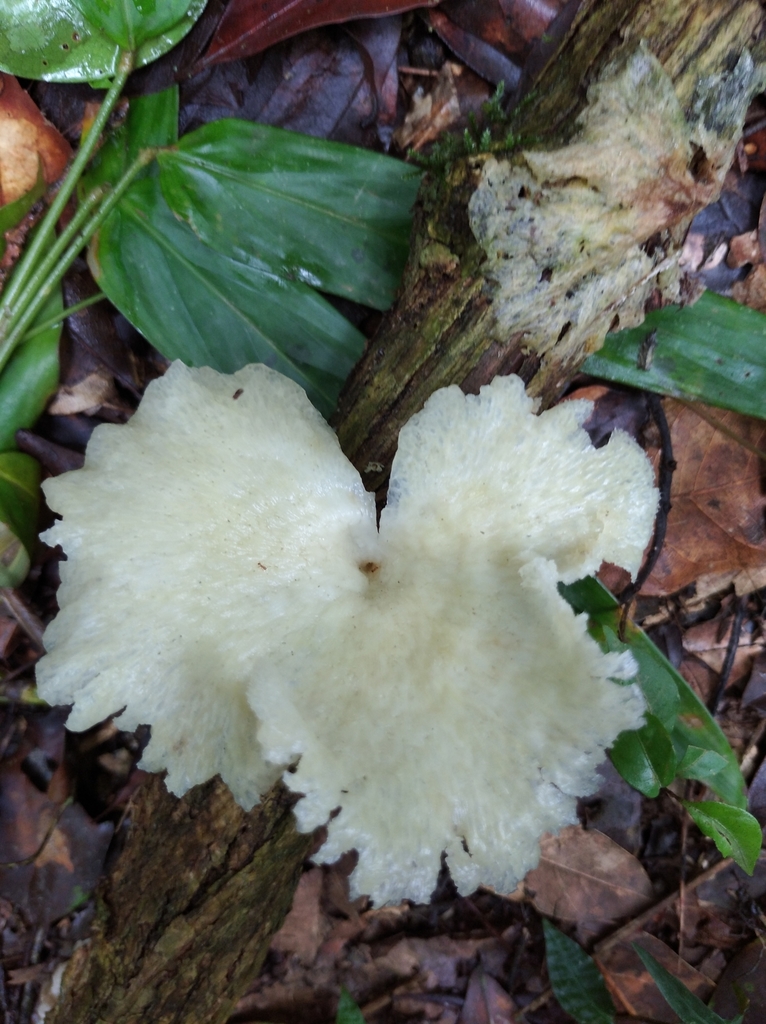 Favolus brasiliensis · March 2022 · photo: © malte_kroemer (iNaturalist, cc-by)