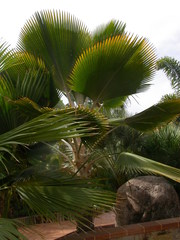 Pritchardia thurstonii
