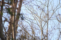 Granatellus venustus